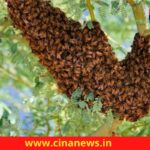 मधुमक्खियों ने गांव के पास पेड़ में जमा रखा है अपना डेरा , ग्रामीणों के घर से निकलते ही कर देती हैं हमला
